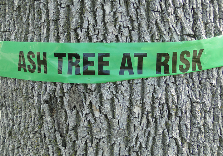 EAB Tree care professionals Nebraska  Forest  Service